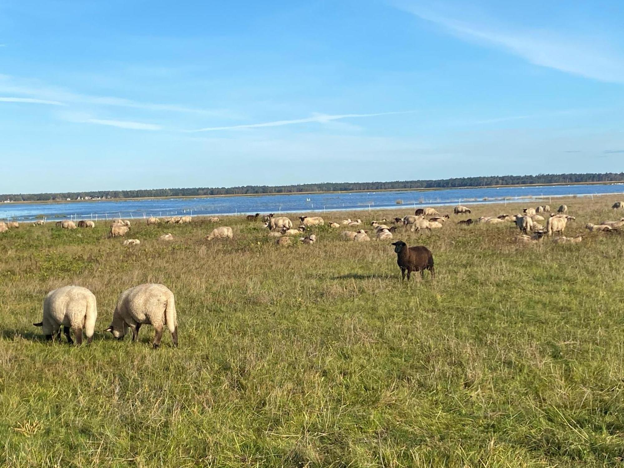 Вілла Urlaub Unterm Reetdach Auf Dem Darss Fuhlendorf  Екстер'єр фото